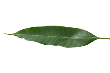 Fototapeta na wymiar Green leaves mango isolated on a transparent background