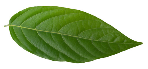 Fototapeta na wymiar green leaf isolated on a transparent background