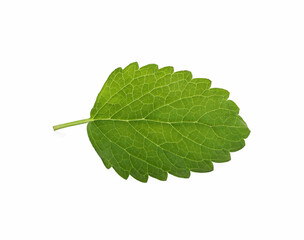 Fresh green lemon balm leaf isolated on white