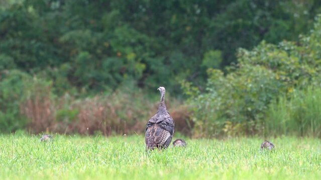 A family of wild turkeys eating insects in a meadow after an early morning rain.