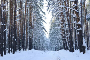 Naklejka premium Winter pine forest. Pine trees branches covered of white snow. Beautiful winter nature landscape
