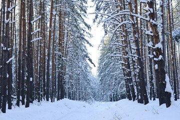 Winter pine forest. Pine trees branches covered of white snow. Beautiful winter nature landscape