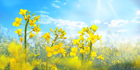 Agricultural field with rapeseed plants. Oilseed, canola, colza. Blooming canola in strong sunlight early morning. Macro photo. 
Nature background. 