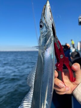東京湾で釣った釣りたての美しいタチウオ 