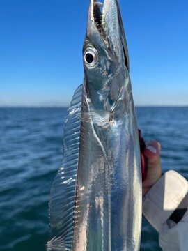 東京湾で釣った釣りたての美しいタチウオ 