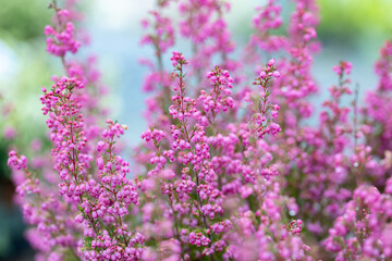Fototapeta premium Erica gracilis flowers. This plant is also known as Cape heath, Heather family and Pink bell heather. The flowers bloom in autumn.