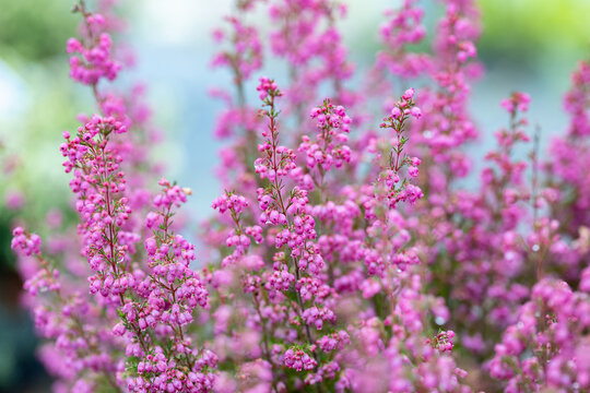 Erica gracilis flowers. This plant is also known as Cape heath, Heather family and Pink bell heather. The flowers bloom in autumn.
