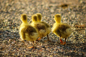 ducklings on the beach