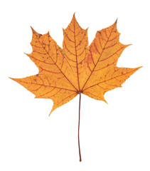 Autumn Maple Leaf, Pressed Yellow red Design Element