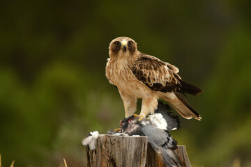 aguila calzada con una presa en el bosque