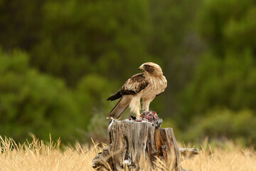 aguila calzada con una presa en el bosque