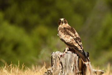 aguila calzada con una presa en el bosque