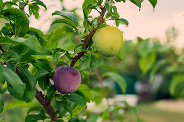 The first plums have grown on a young fruit tree, one plum looks already ripe, and the second is...