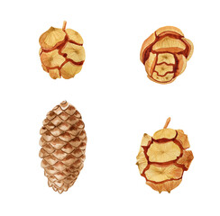 Pine cones realistic hand drawn watercolor illustration set. Scandinavian natural style for design in a minimalist style.
