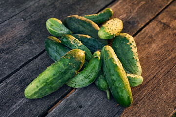 A bunch of freshly picked cucumbers lies on old boards, an orange sunset illuminates a group of vegetables, a vegetarian still life