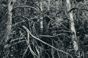 In a dense forest there are dry trees, powerful dead branches randomly intertwine creating a dramatic impression, a forest landscape