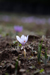Closeup of Saffron flowers in a field - Zafferano