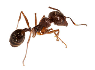 Small ant worker