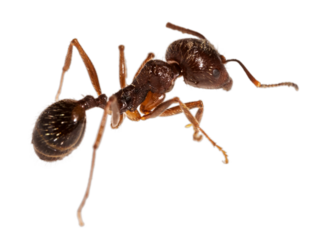 Small ant worker