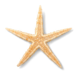 One Starfish isolated on  background.