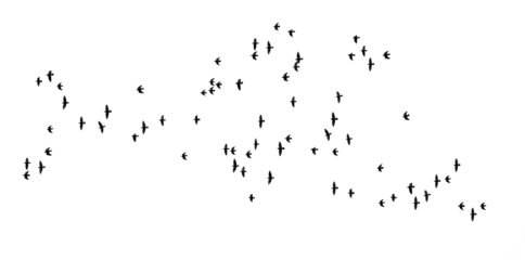 stado lecących ptaków png, flock of birds