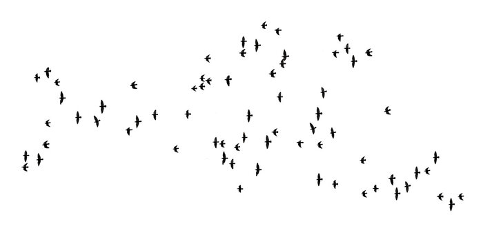 stado lecących ptaków png, flock of birds