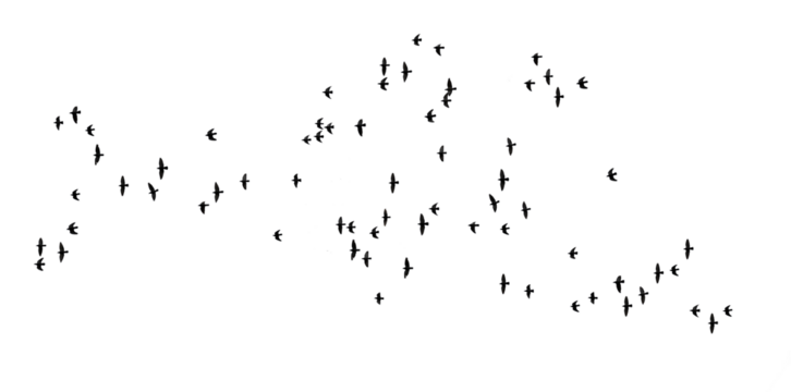 stado lecących ptaków png, flock of birds