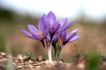Closeup of Saffron flowers in a field - Zafferano