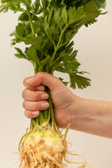Celery root on a white backround with green leaves