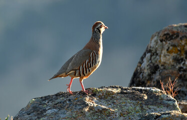 perdiz se pasea sobre la roca