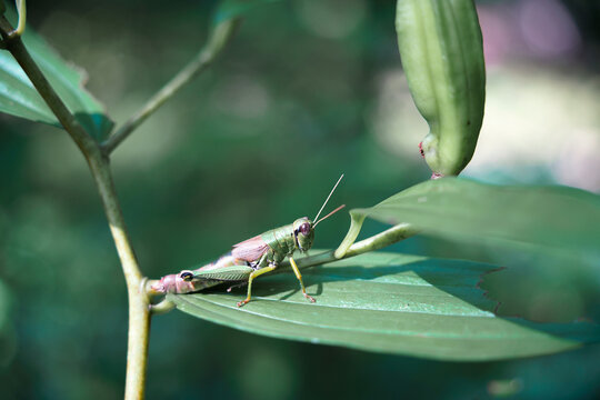 とのさまばった の画像 1 159 件の Stock 写真 ベクターおよびビデオ Adobe Stock とのさまばった の画像 1 159 件の Stock 写真 ベクターおよびビデオ Adobe Stock