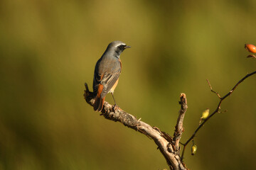 colirrojo real en primavera