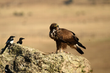 un aguila real en otoño en la montaña