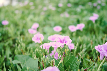 Fototapeta premium pink flowers in the grass