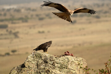 milanos y ratoneros comiendo carroña