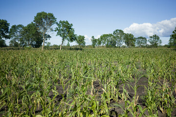 corn field