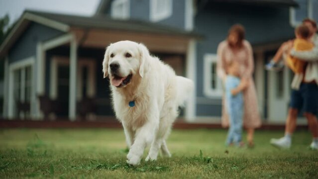 Portrait of a Energetic White Golden Retriever Playing with a Happy Young Family with Kids, Running on a Lawn in Their Front Yard at Home. Cheerful People Petting and Playing with a Dog.