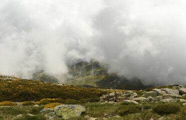 machos monteses en la sierra de gredos en primavera
