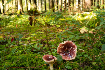 Wild autumn mushrooms growing in the forest in Europe in October. Close up shot, no people.