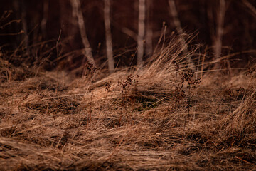 Autumn smoke over the sunny hills. Nature landscape