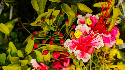 red and yellow flowers