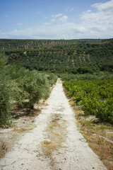 Fototapeta na wymiar path through olive tree garden 