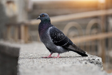 Obraz premium Taube, die auf den Straßen auf Essen warten.