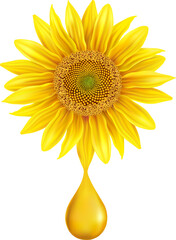 Beautiful yellow Sunflower with oil drop, isolated on white