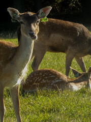 Deer at Phoenix Park