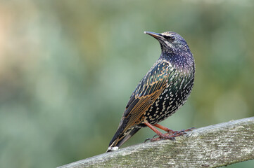 A portrait of a Common Starling on a wooden fence
