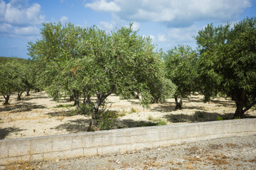 Fototapeta na wymiar olive trees in garden