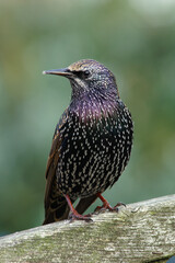 A portrait of a Common Starling on a wooden fence
