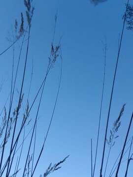 Gr&auml;ser gegen den Abendhimmel