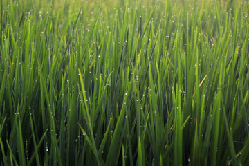 Green rice field